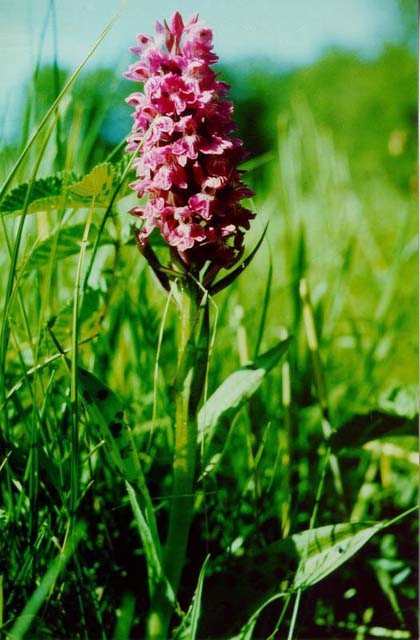 Breitbl�ttriges Knabenkraut (Orchidee) / Bansin