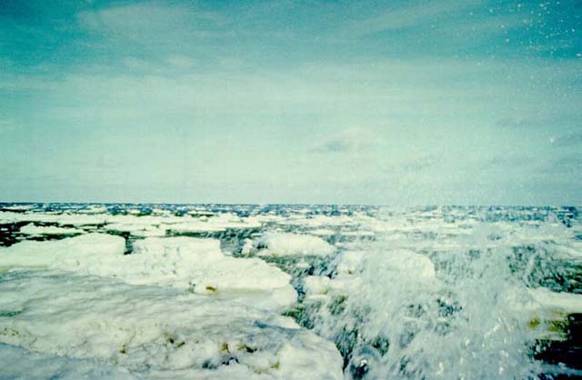 Schollengang auf der Ostsee