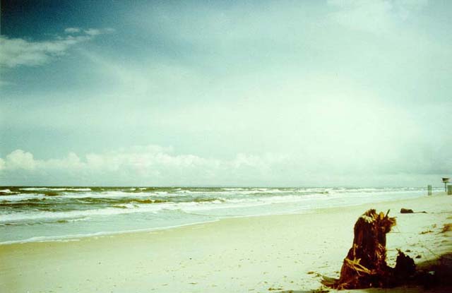 angesp�lte Wurzel am Strand